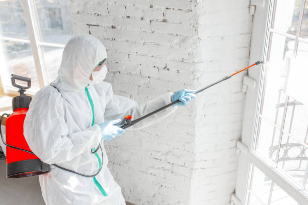 Why You Should Choose Our Mold Remediation Services in Anderson, SC